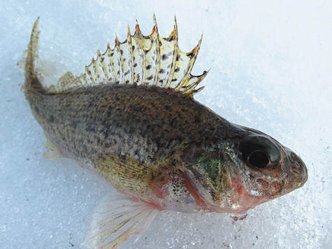 Изображение Февральские  рыбалки на зимней Волге