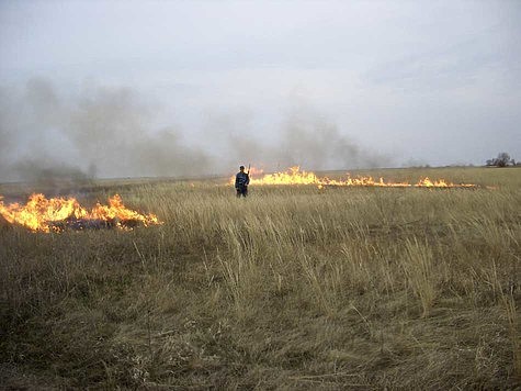 Изображение В калмыцком заповеднике массово умирают птицы