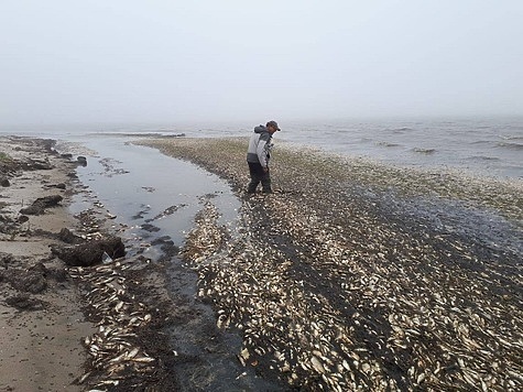 Изображение Сахалинцы набрали свежей сельди на берегу