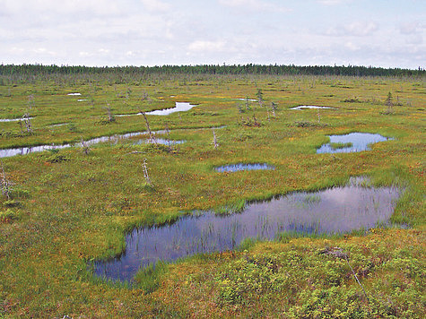 Изображение Нужно восстановить торфяные болота