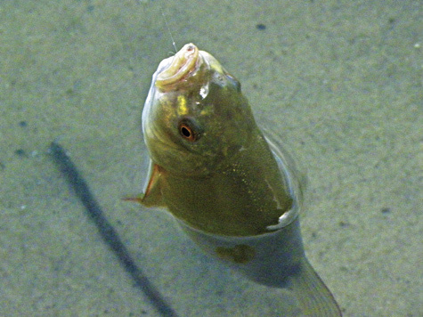 Изображение Трудовые рыбалки