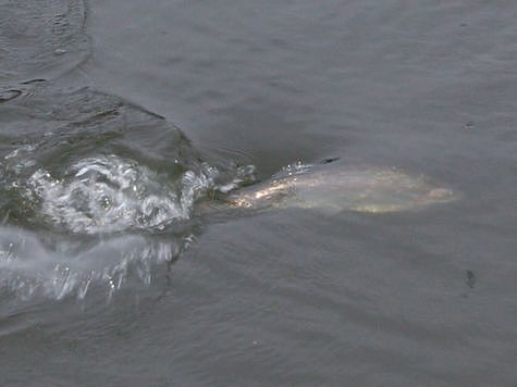 Изображение Аквакультурная рыба в Мурманске не болеет