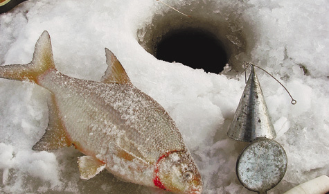 Изображение Умение прикормить рыбу зимой