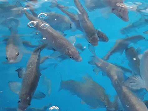 Изображение Ямал наращивает объемы искусственного воспроизводства ценных видов рыб 