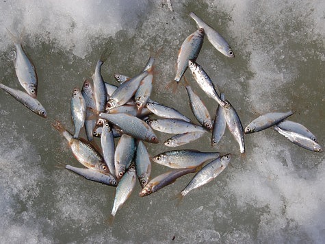 Изображение Рыболовные новости из Калуги