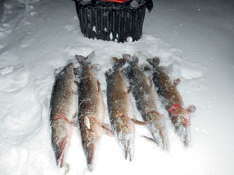 Изображение Рыболовные вести из Татарстана