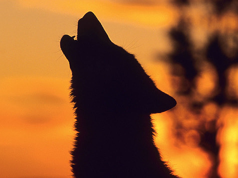 Изображение В Якутии побеждают волки
