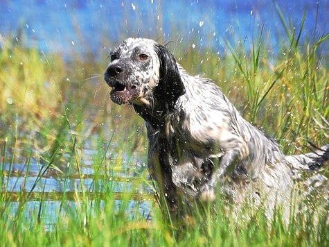 Изображение Приглашаем на первенство по охоте с подружейными собаками в Тюнеж