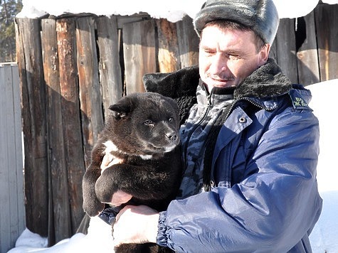 Изображение Восточносибирская лайка: нужно вернуть тех собак с Иркутска