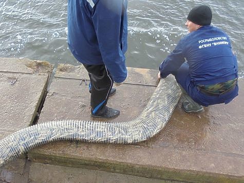 Изображение Железногорское водохранилище в Курской области зарыбляют сазаном