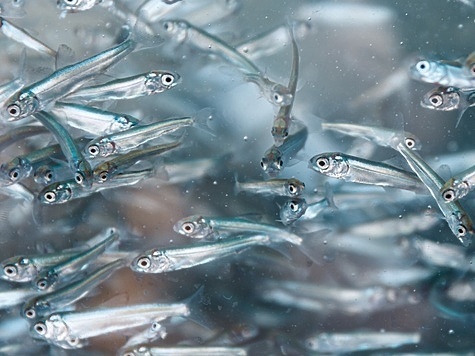 Изображение Газпромнефть-Ямал продолжает восполнять рыбные запасы