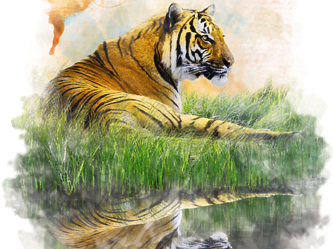 Изображение Странствующий тигр