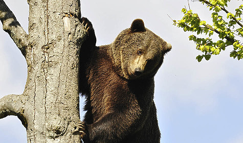 Изображение В Карелии жители всю ночь отгоняли медведей 