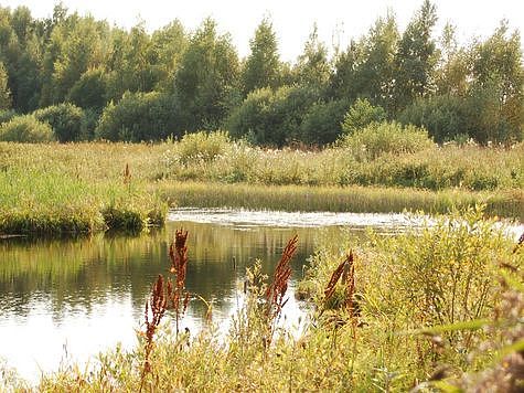 Изображение В Иркутской области вводится запрет на посещение леса