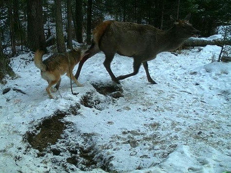 Изображение Фотоловушка впервые засняла нападение волка на оленя 