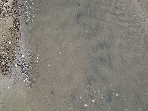 Изображение Специалисты ВНИРО наблюдают за лососями с беспилотников 