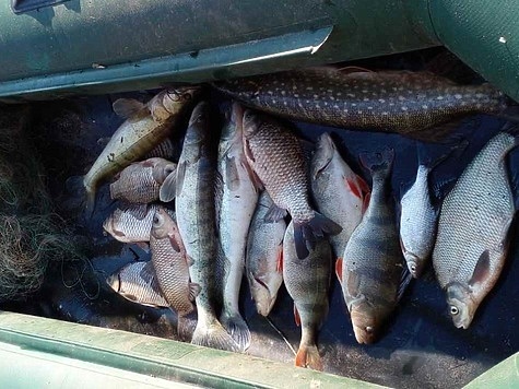 Изображение Азово-Черноморская рыбоохрана зафиксировала 35 уголовных нарушений