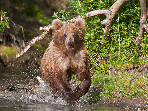 Изображение За первым медведем в Карелию