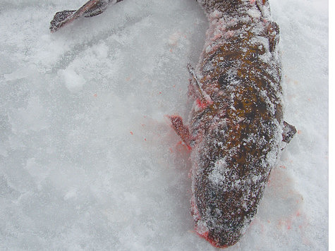 Изображение Правила успешной ловли налима со льда