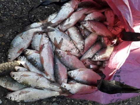 Изображение В Краснодарском крае полицейские остановили незаконную ловлю рыбы