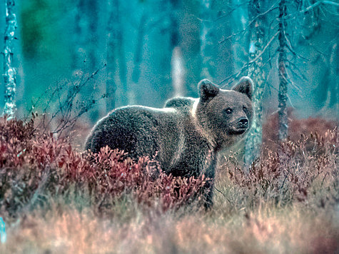 Изображение Шелудивый медведь приучил к порядку