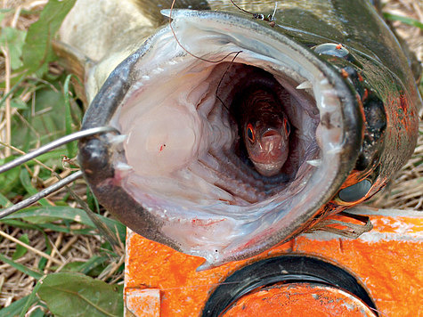 Информация о кружках для рыбалки с оснасткой
