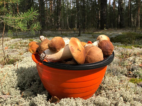 Изображение Жители Тульской области начали собирать грибы
