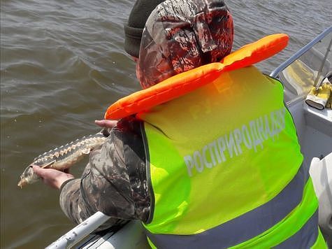 Изображение В Азовском море проведен рейд по охране биоресурсов, занесенных в Красную книгу