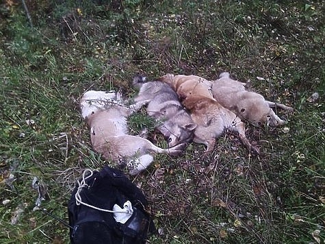 Изображение Не помешал убийству 4 собак: охотинспектора из Прикамья уволили из Минприроды