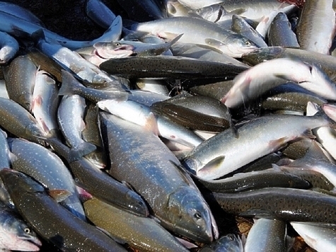Изображение В Магаданской области распределили вылов лосося