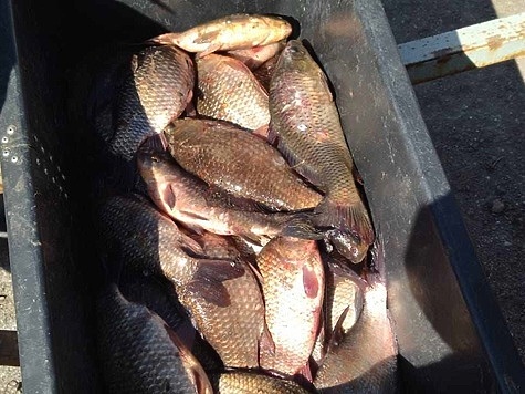 Изображение Азово-Кубанская рыбоохрана задержала браконьеров с богатым уловом