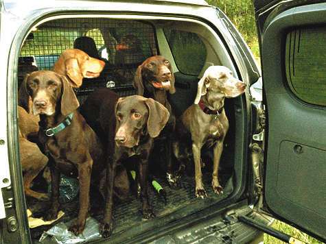 Изображение Правила перевозки охотничьих  собак и птиц на железнодорожном транспорте