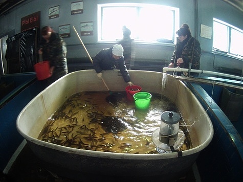 Изображение Кемскому лососевому рыбоводному заводу 50 лет