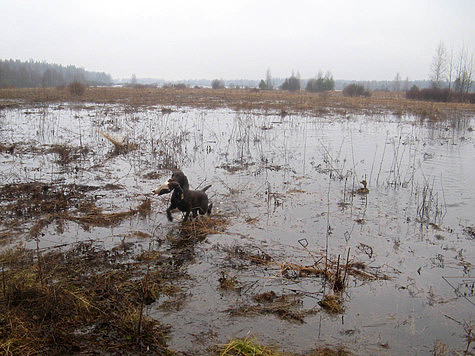 Изображение Московская область предлагает ознакомиться с проектом закрытия весенней охоты 2020 в регионе