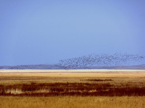 Изображение Охота на гусей в Казахстане
