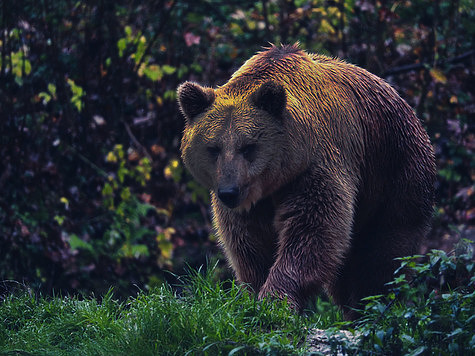 Изображение Охота на медведя на приваде: правда и вымысел