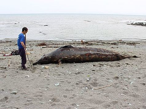Изображение На восточном побережье Сахалина найдена туша редчайшего вида клювокрылых китов