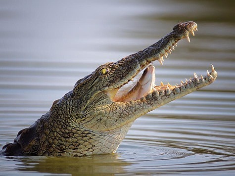Изображение Леопард против крокодила: выиграла рептилия