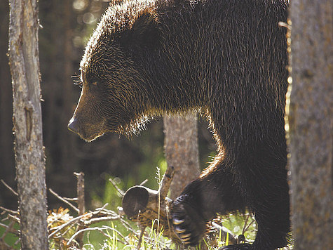 Изображение Первый медведь: охота со стога