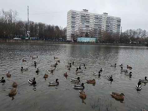 Изображение Массовая гибель уток отмечается в Нижегородской области