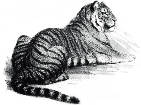 Изображение Тигры в Кульджинском районе