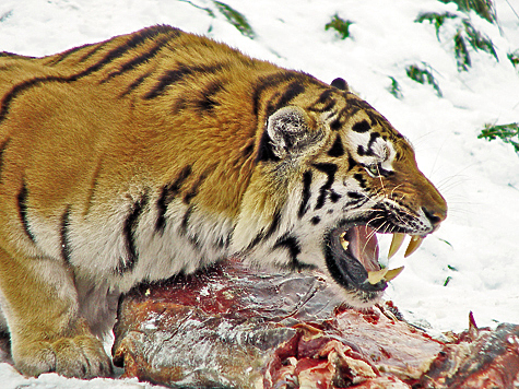 тигр во время охоты