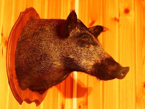 Изображение Самарской области угрожает африканская чума свиней