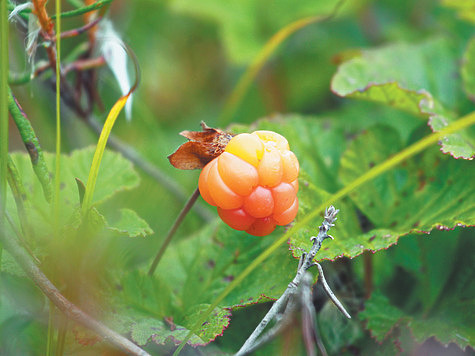 Изображение Лесные ягоды - кладезь витаминов