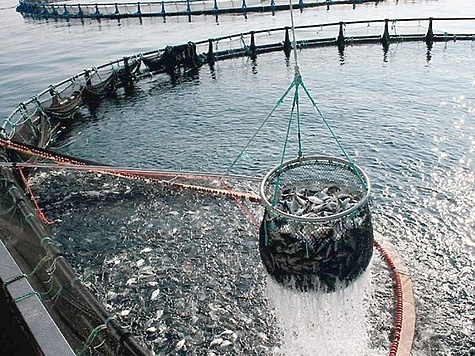 Изображение Президент Путин подписал закон направленный на поддержку аквакультуры