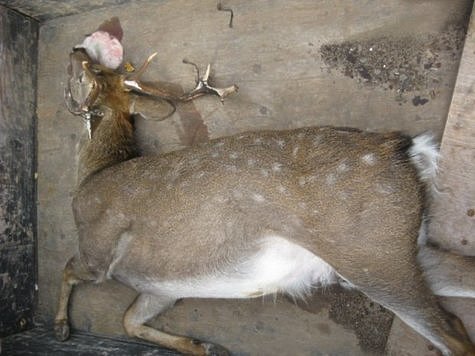 Изображение В Подмосковье браконьер убил оленя