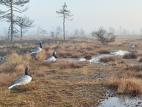 Изображение Карельский амулет