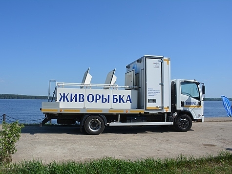 Изображение Молодь стерляди выпустили в Угличское водохранилище