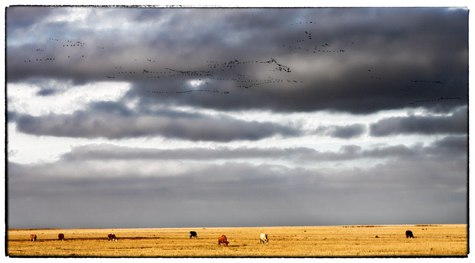 Изображение Охота на гуся в Оренбургской области