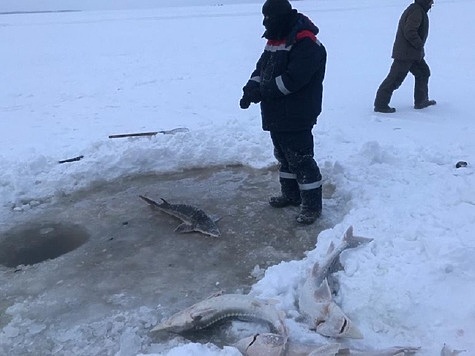 Изображение Амурская рыбоохрана отчиталась за январь